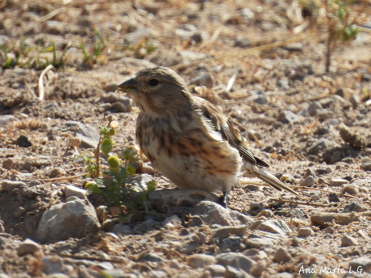Eurasian Linnet - ML641184558