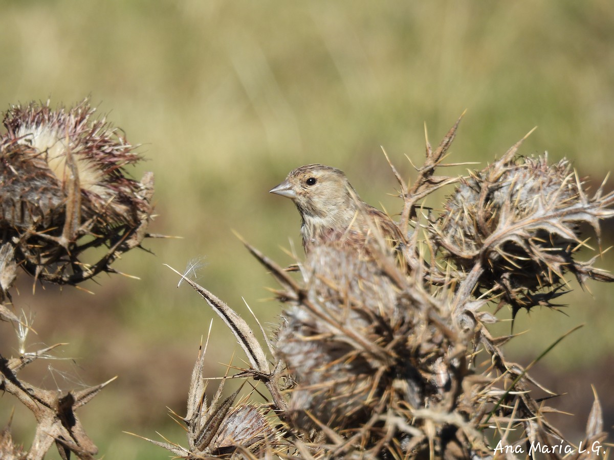 Eurasian Linnet - ML641184559