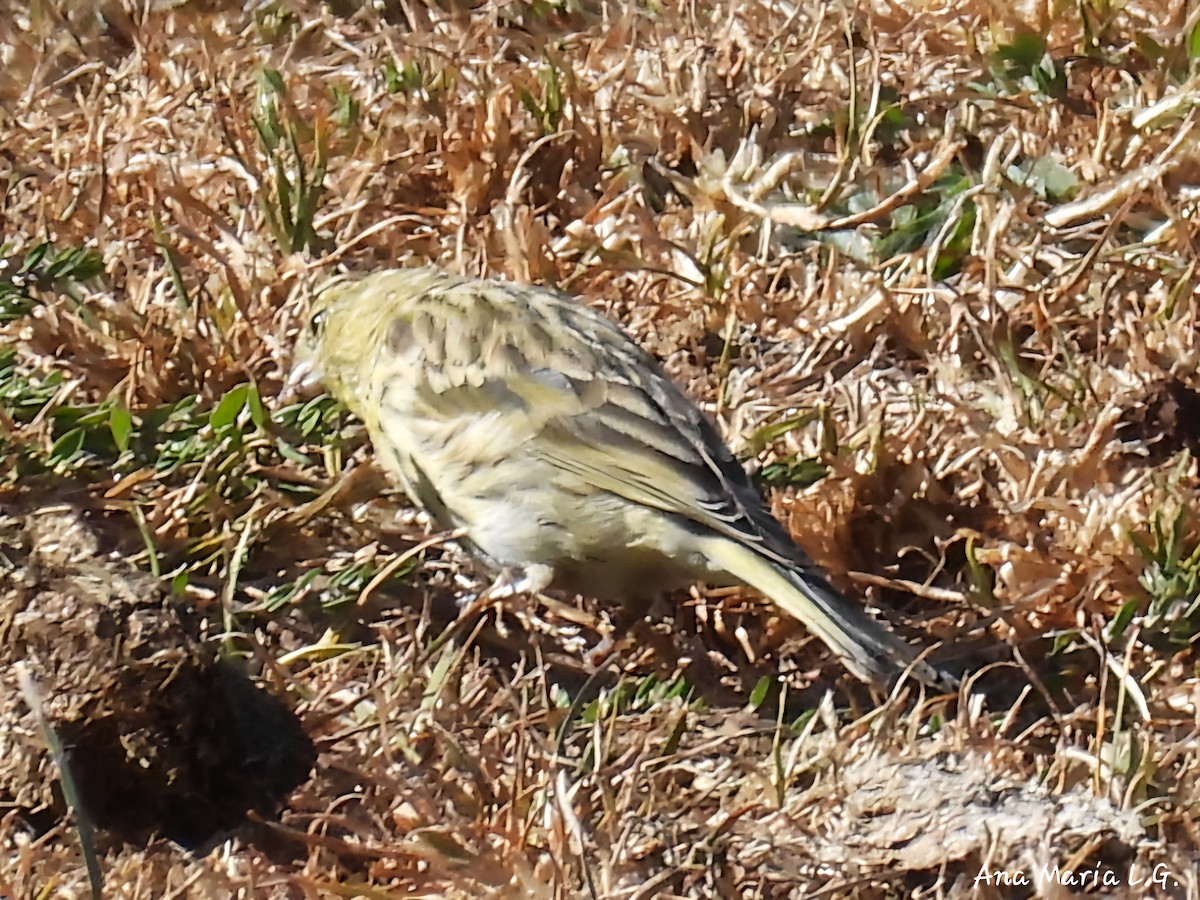 European Serin - ML641184565