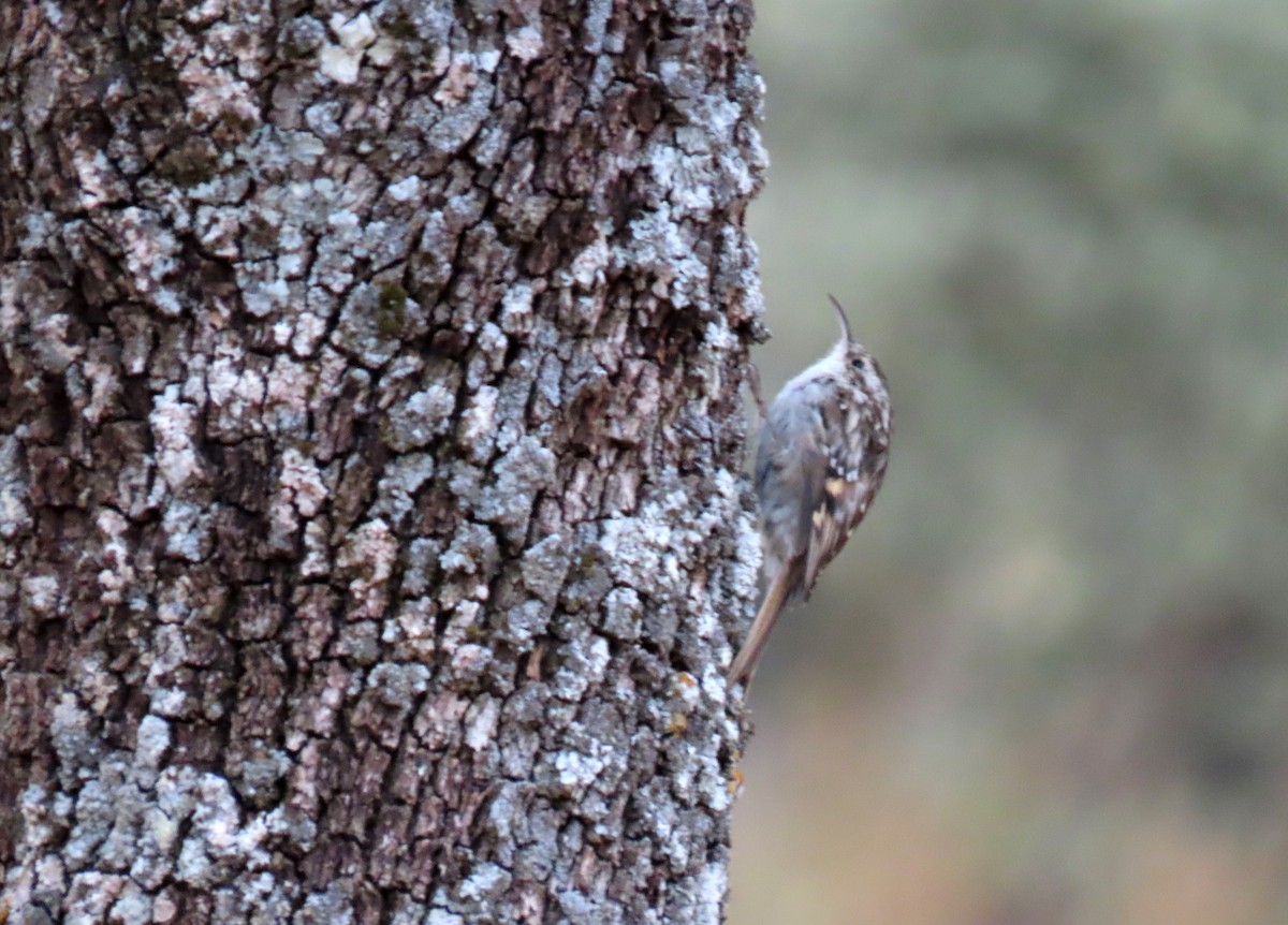 Short-toed Treecreeper - ML641184594