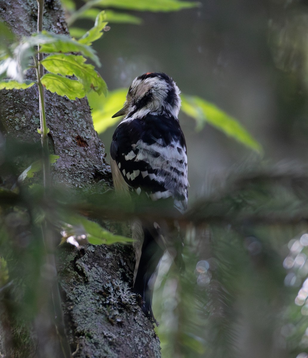 Lesser Spotted Woodpecker - ML641184602
