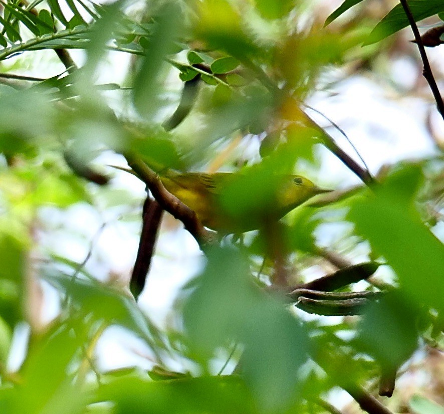 Yellow Warbler (Northern) - ML641184663
