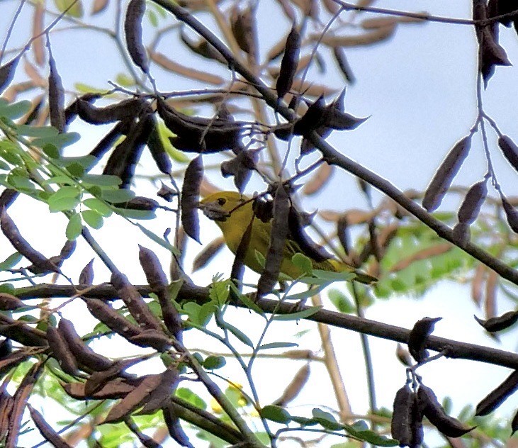 Yellow Warbler (Northern) - ML641184664