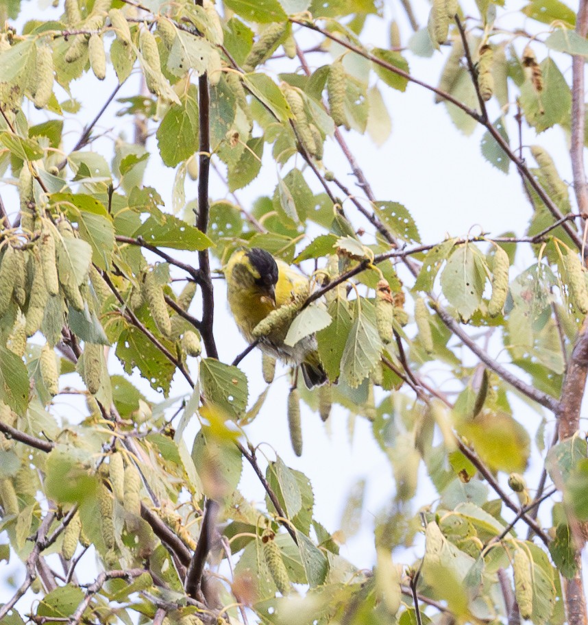 Eurasian Siskin - ML641184690