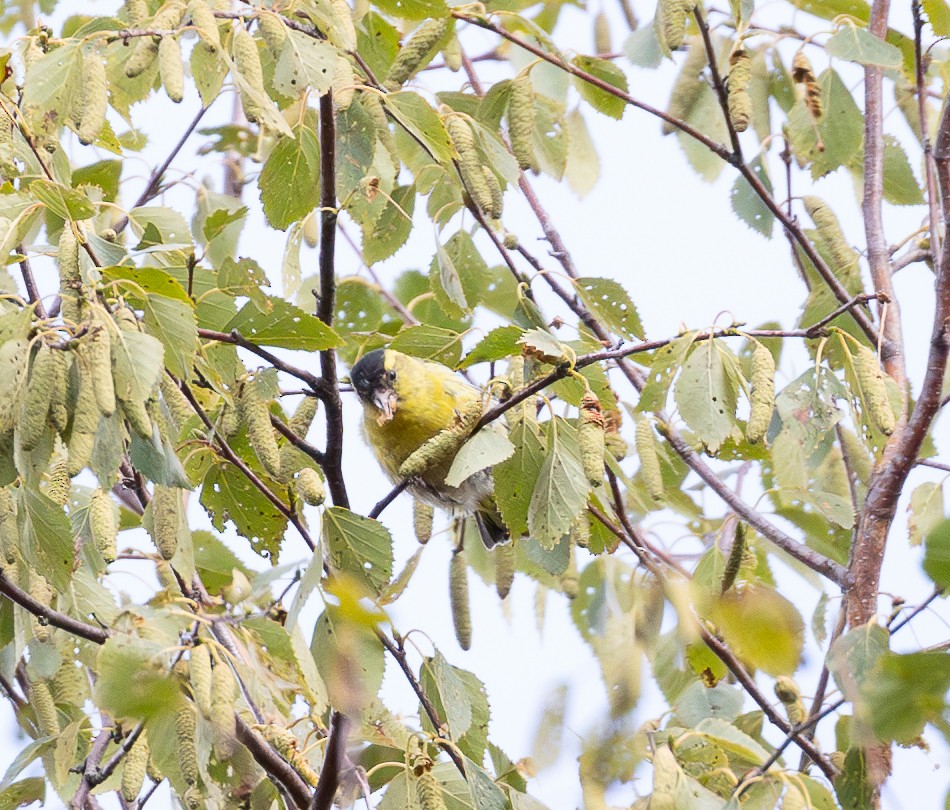 Eurasian Siskin - ML641184691