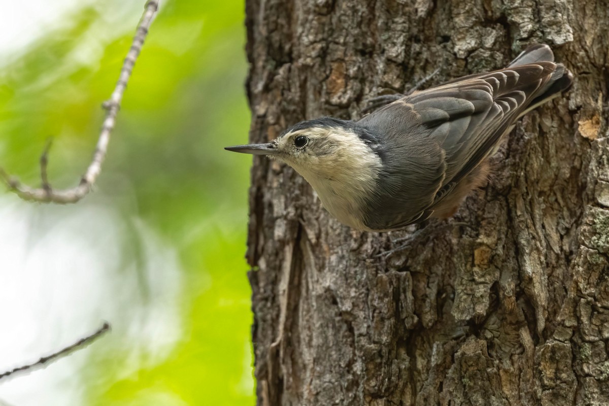 White-breasted Nuthatch - ML641184704