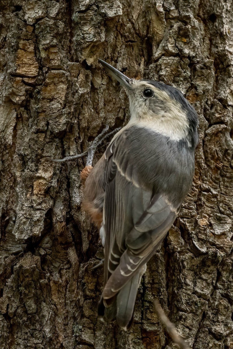 White-breasted Nuthatch - ML641184705