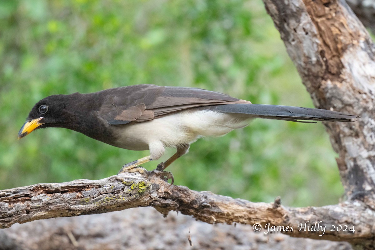 Brown Jay - ML641184727
