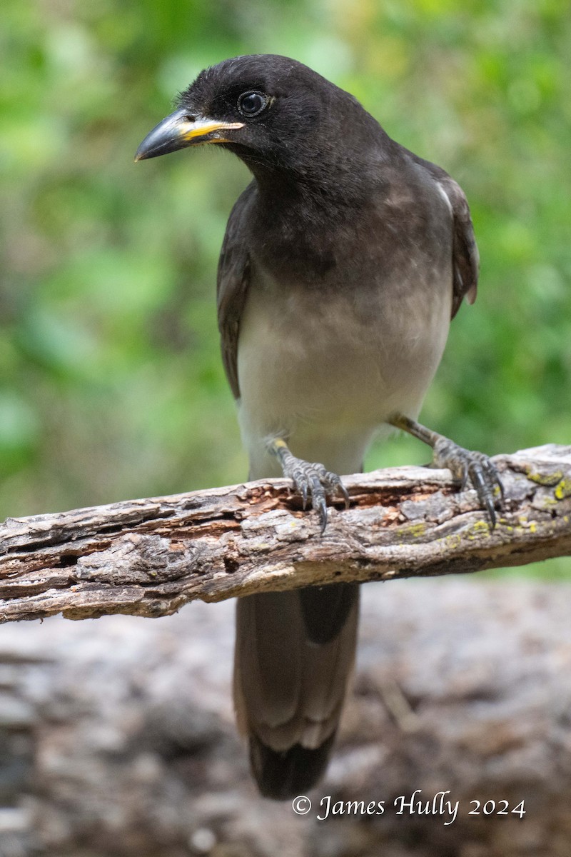 Brown Jay - ML641184734