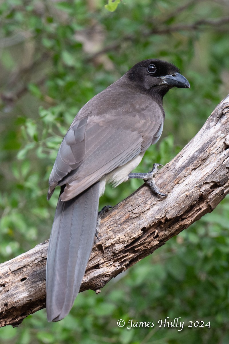 Brown Jay - ML641184735