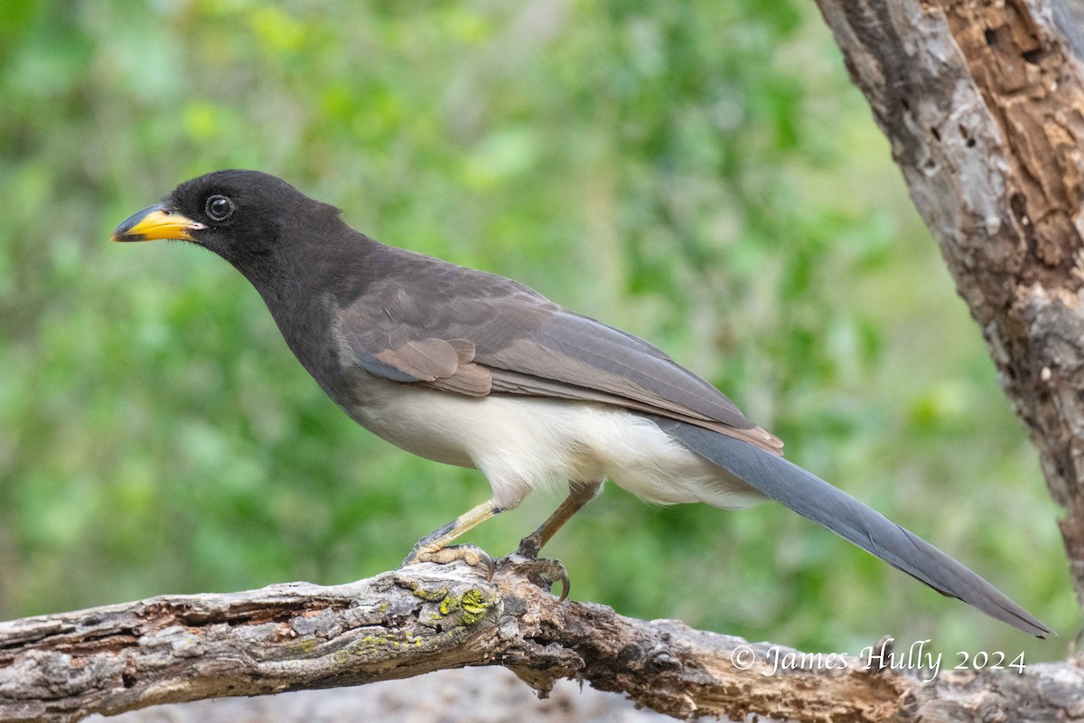 Brown Jay - ML641184736