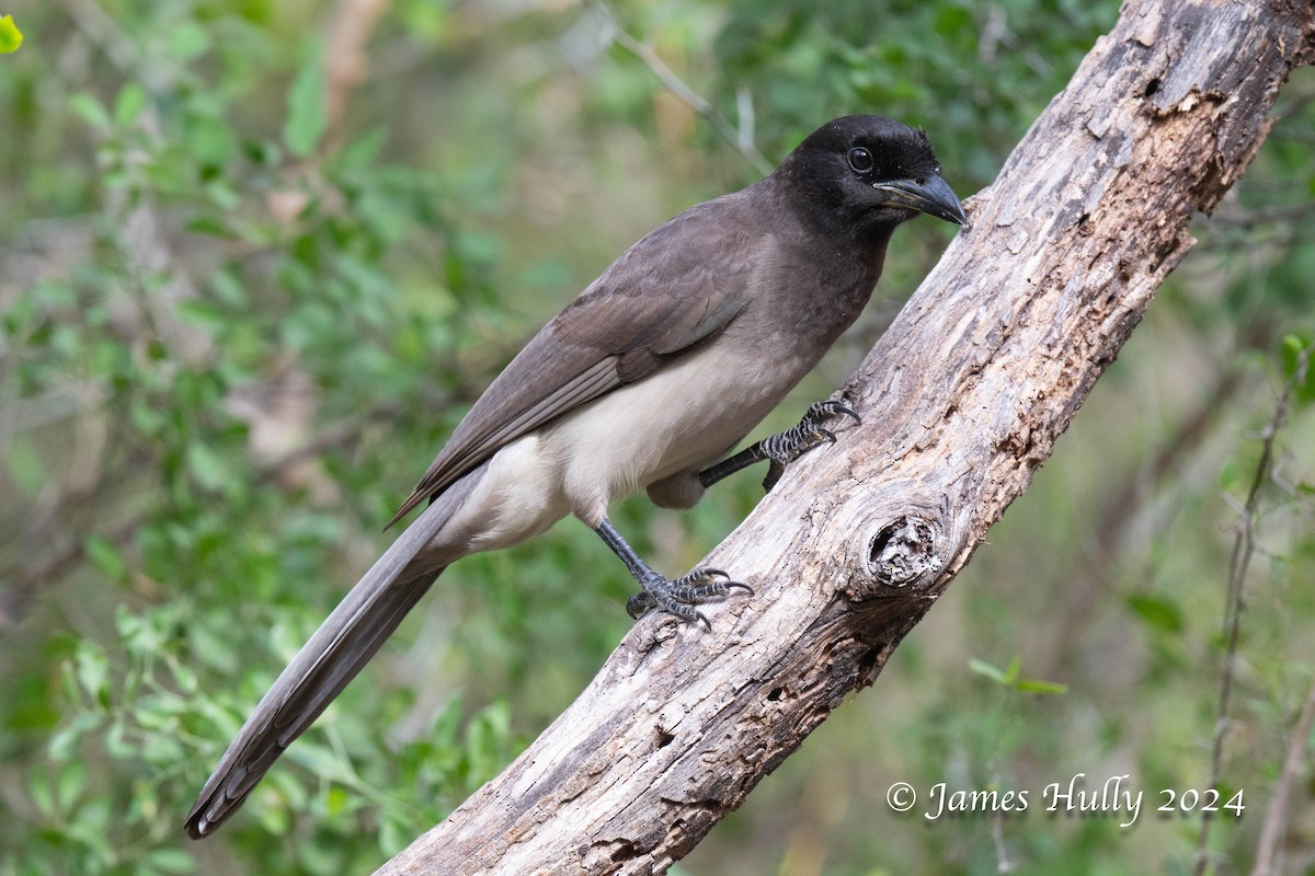 Brown Jay - ML641184744