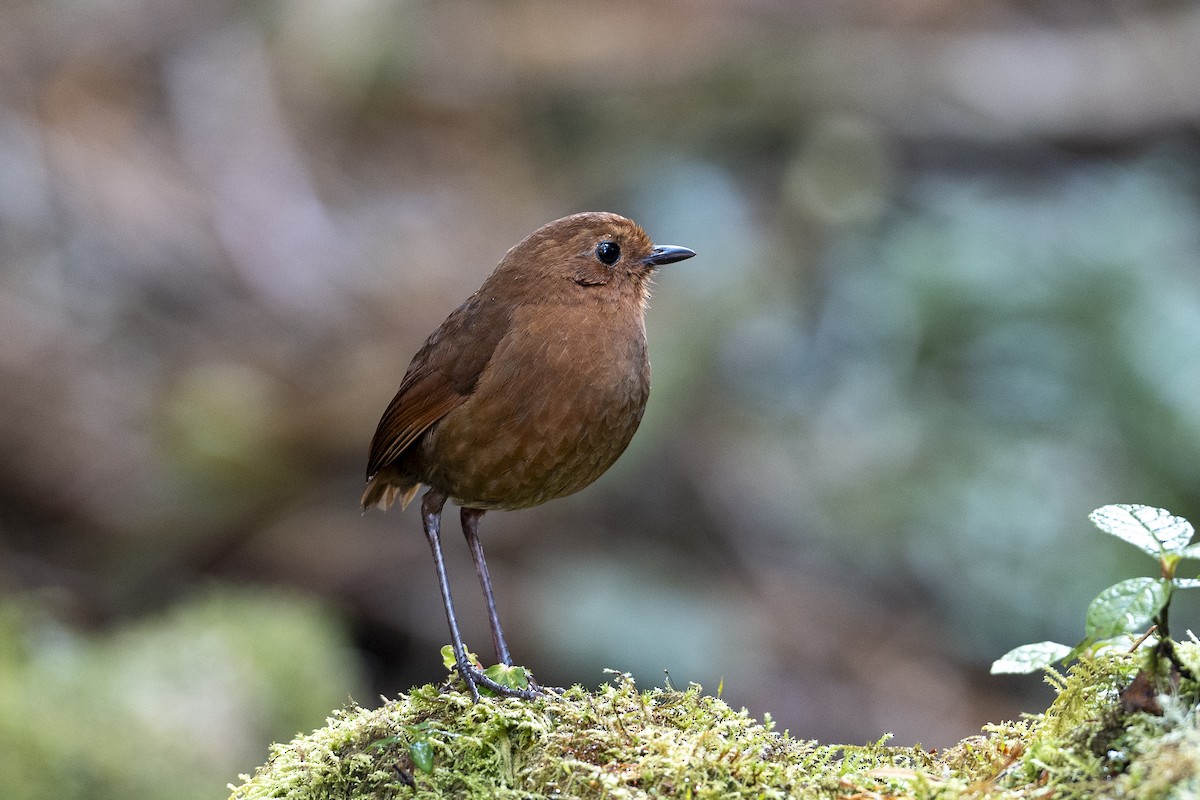 Equatorial Antpitta - ML641184750