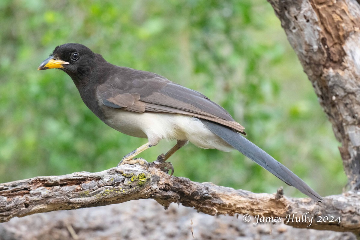 Brown Jay - ML641184751