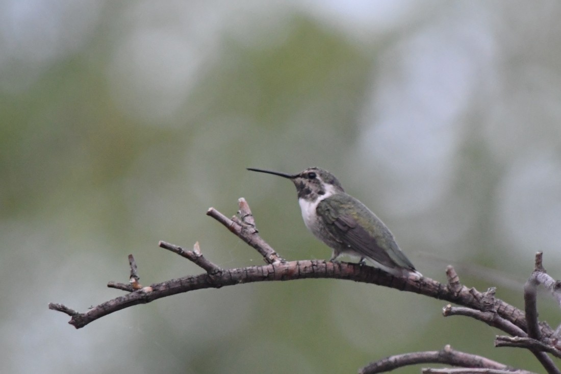 Costa's Hummingbird - ML641184753