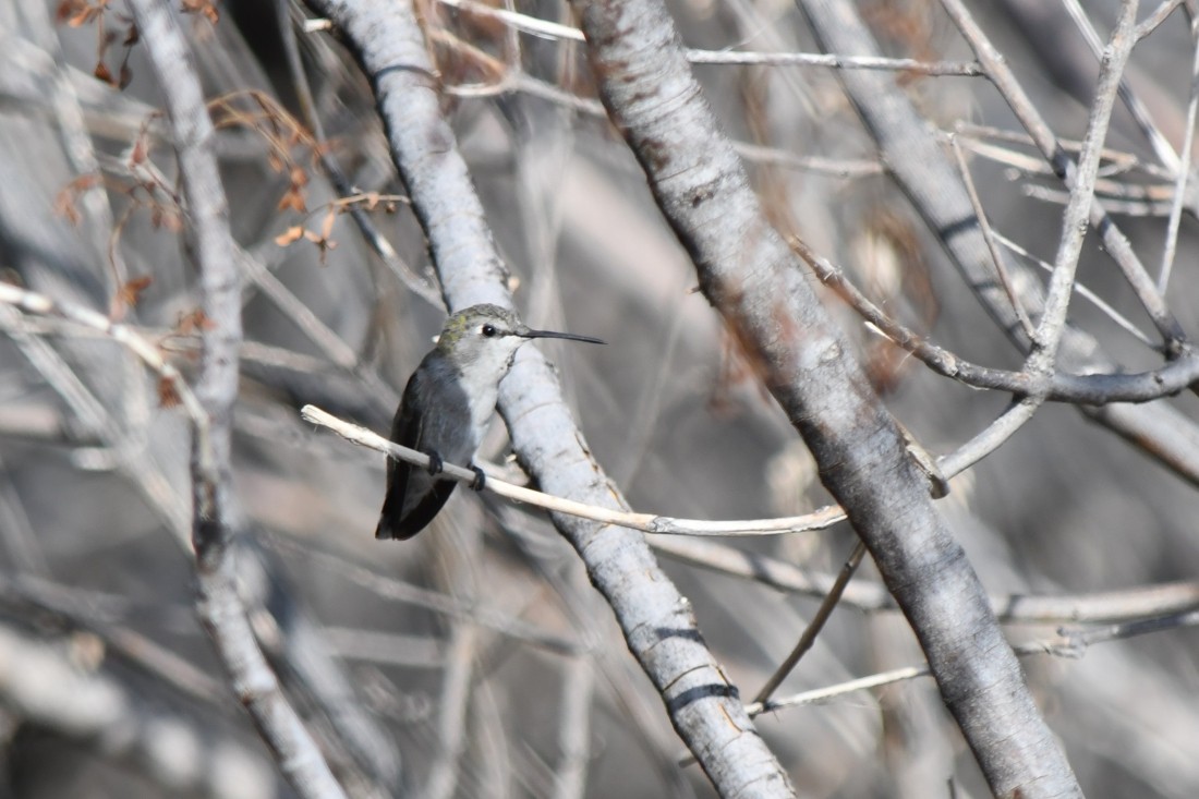 Costa's Hummingbird - ML641184754