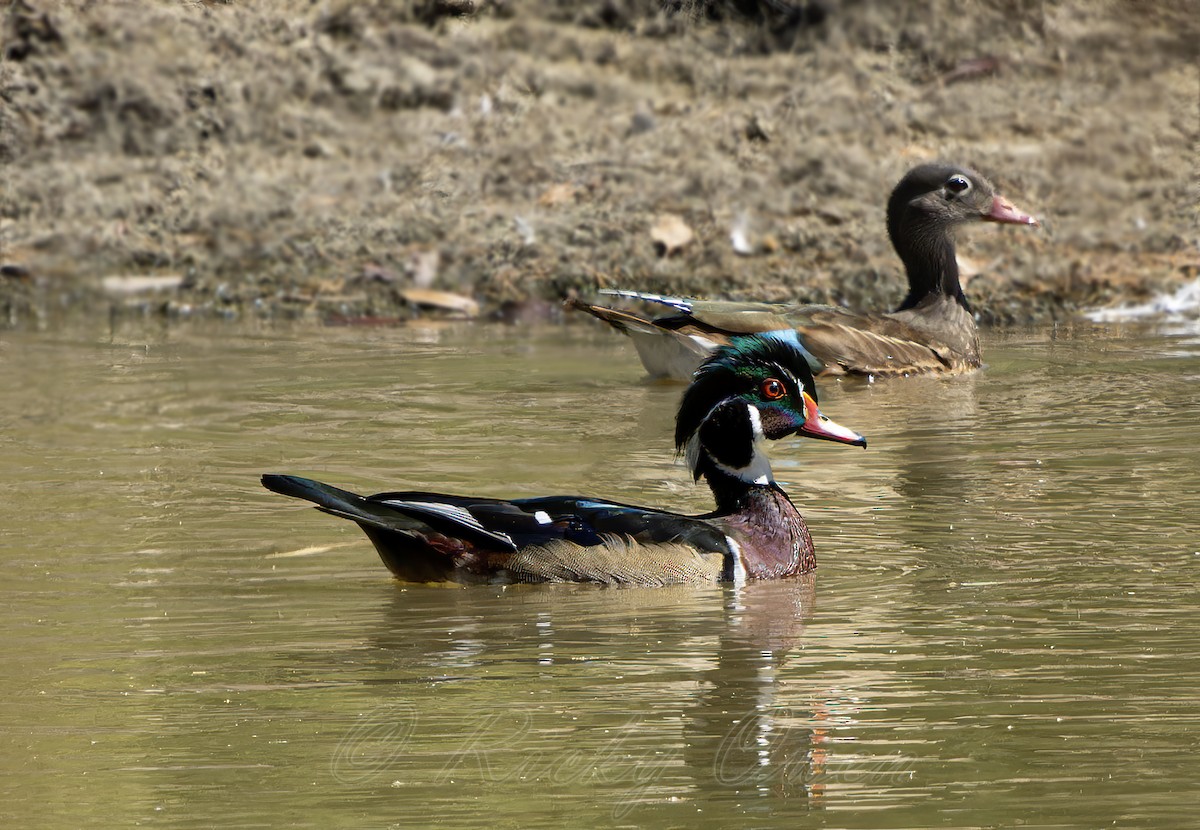Wood Duck - ML641184757