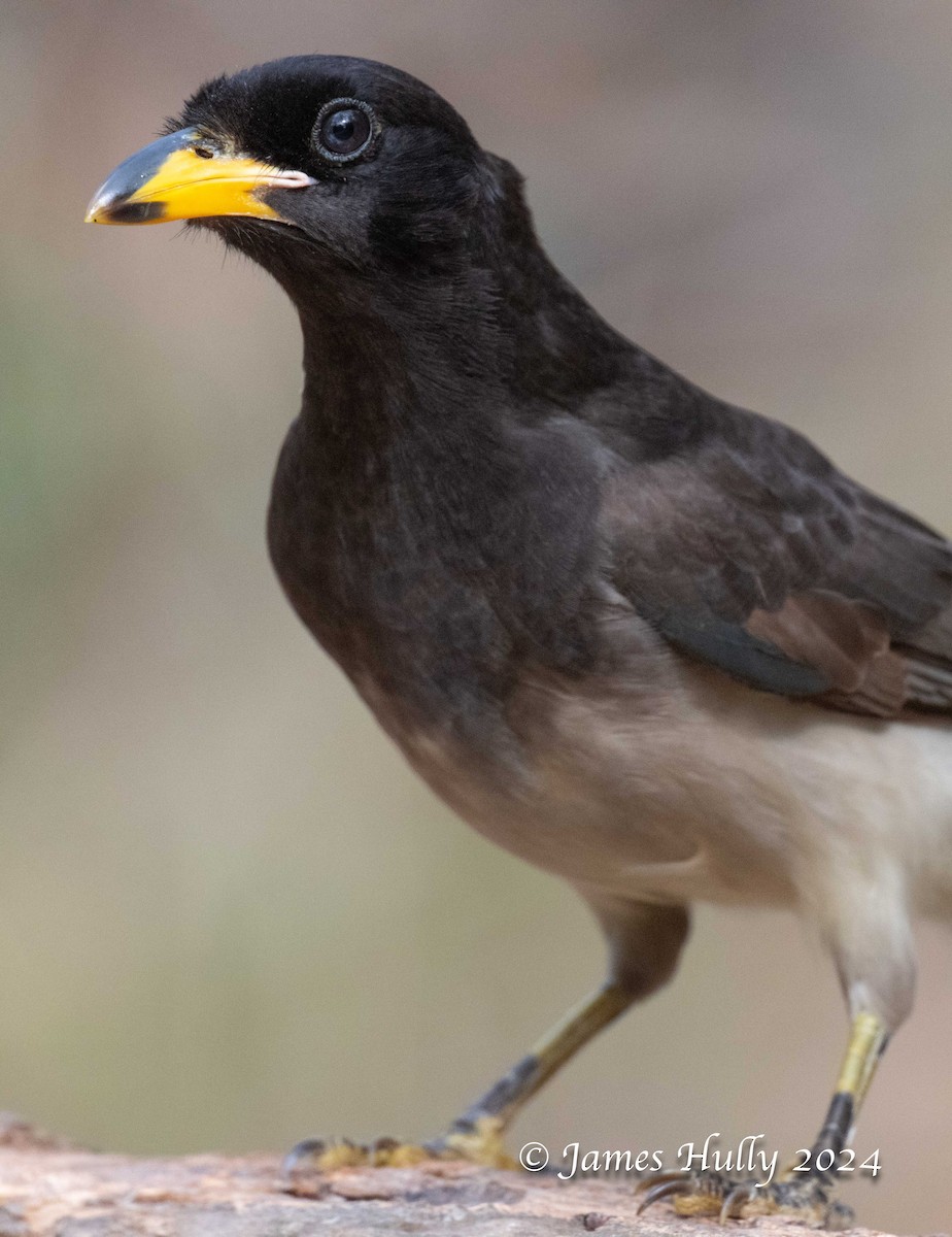 Brown Jay - ML641184758