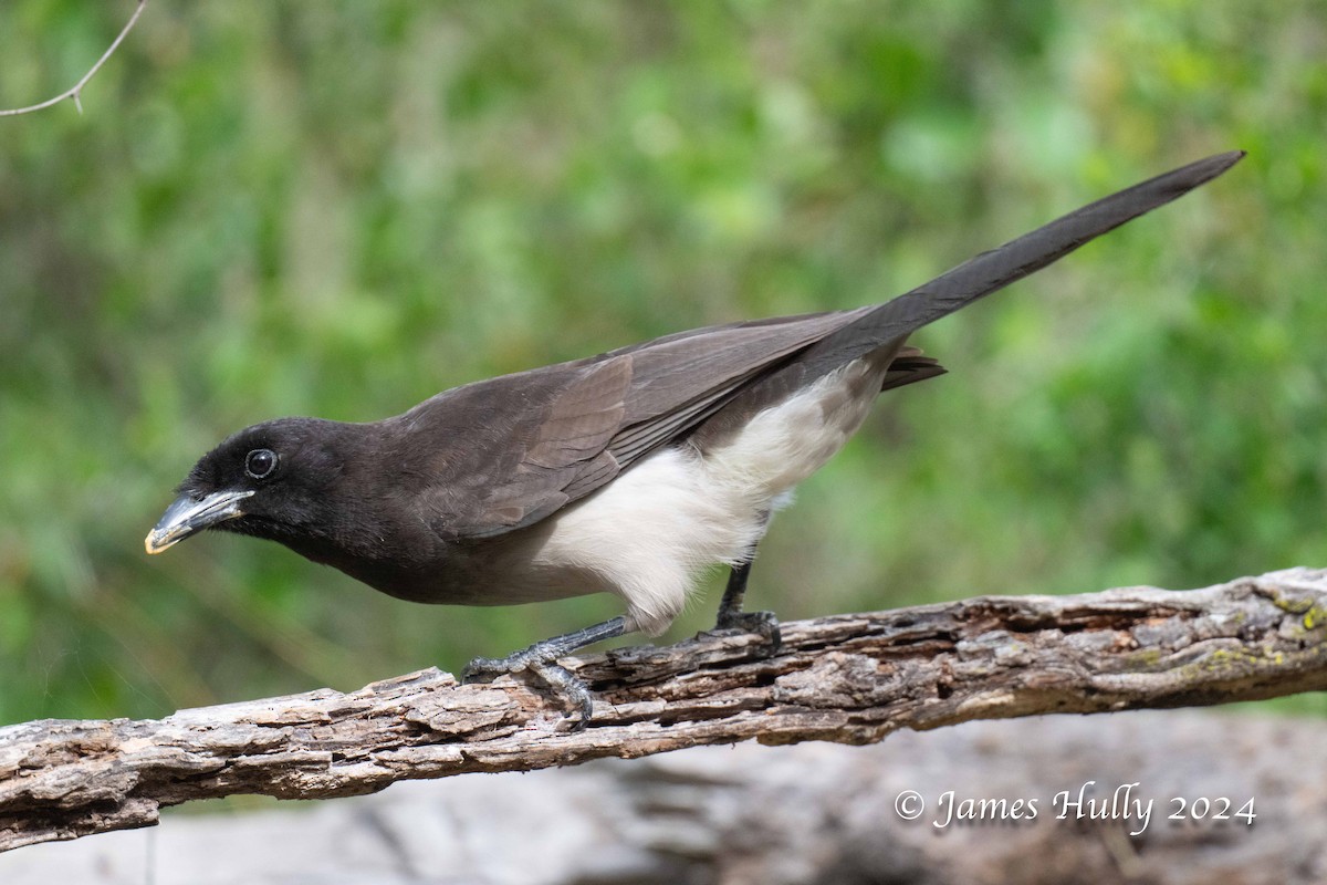 Brown Jay - ML641184760