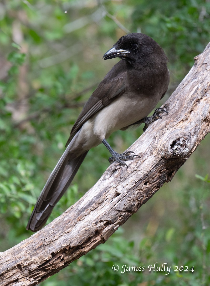 Brown Jay - ML641184763