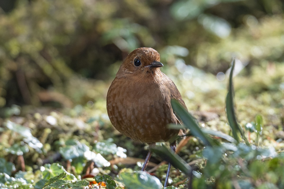 Equatorial Antpitta - ML641184764