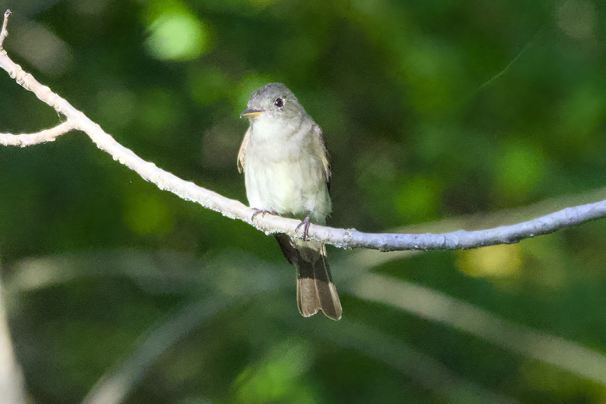Eastern Wood-Pewee - ML641184791