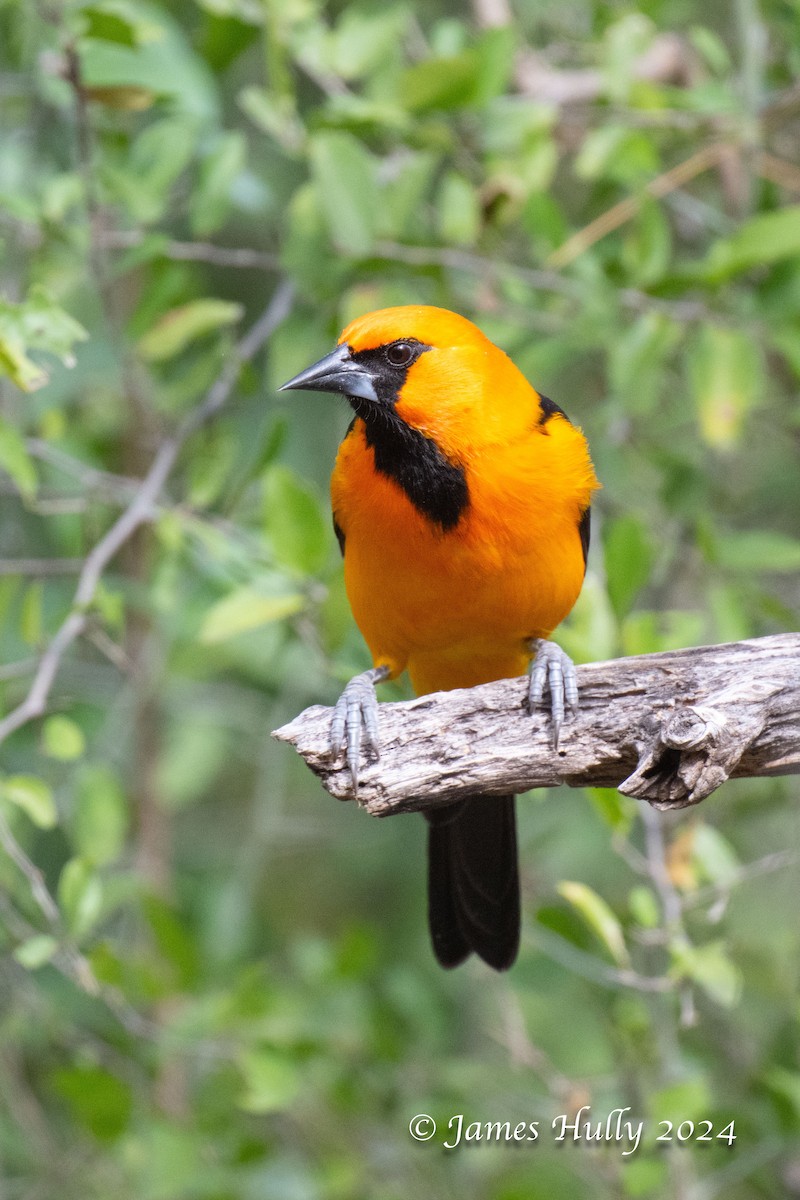 Altamira Oriole - ML641184830