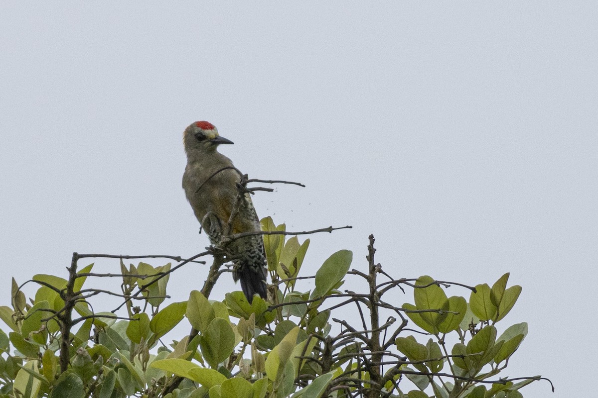 Hoffmann's Woodpecker - ML641184841