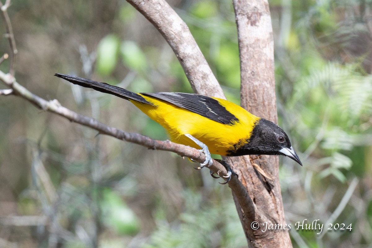 Audubon's Oriole - ML641184850