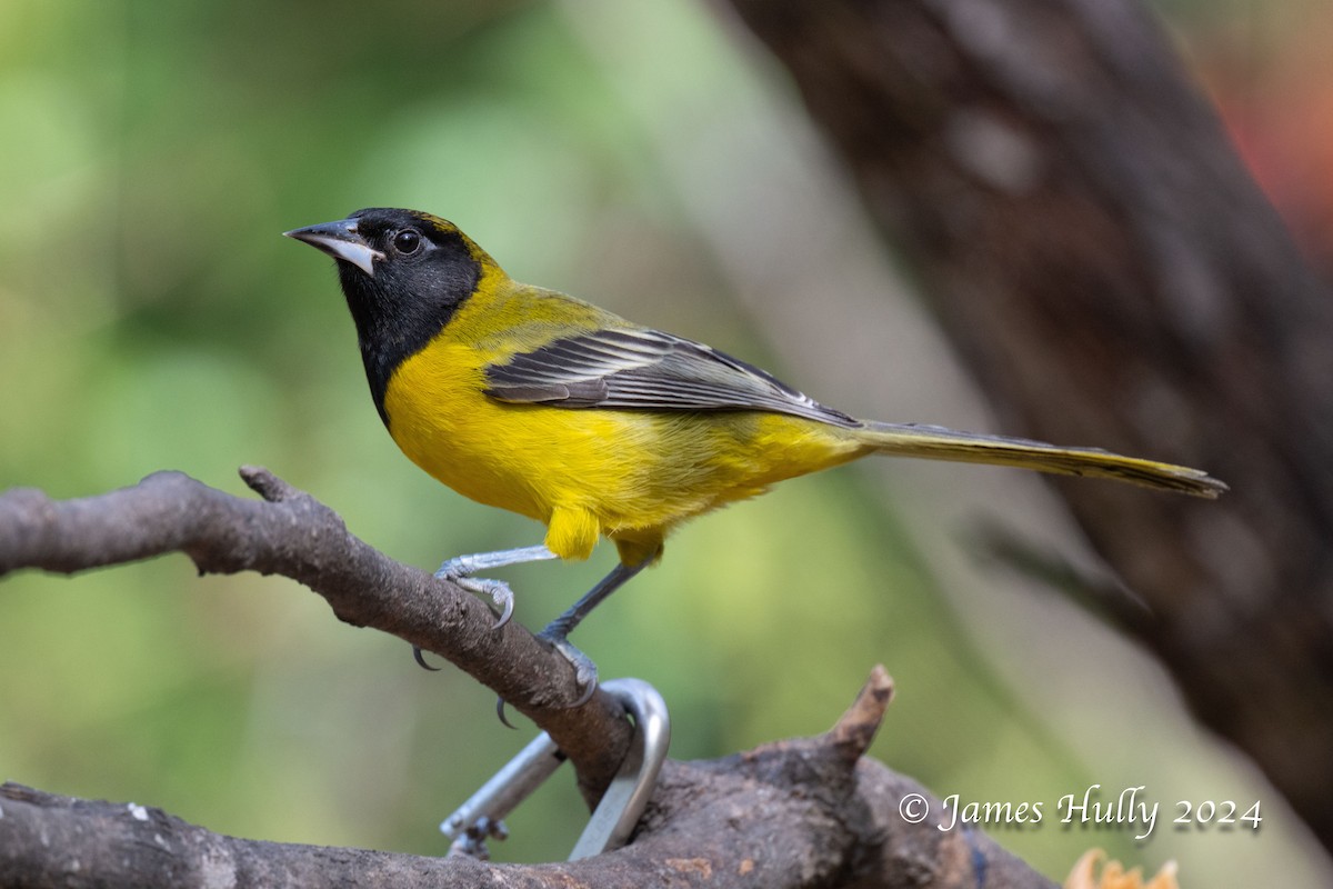 Audubon's Oriole - ML641184863