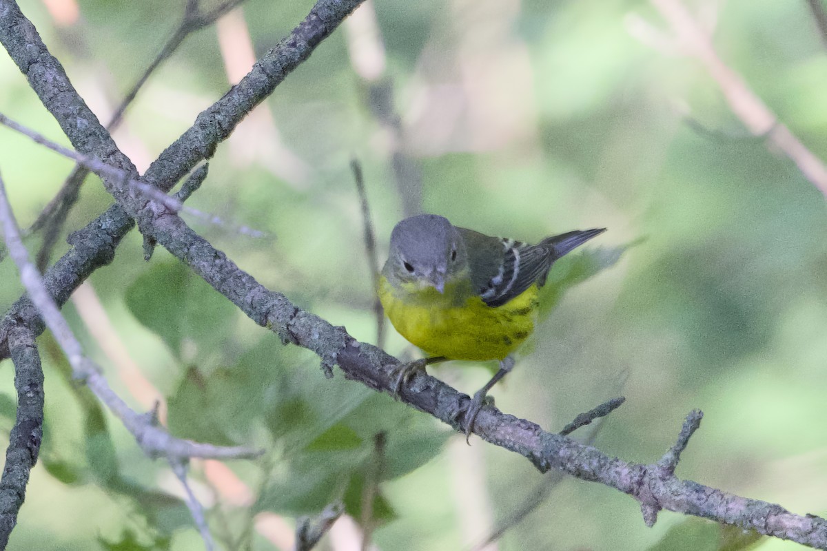 Magnolia Warbler - ML641184865