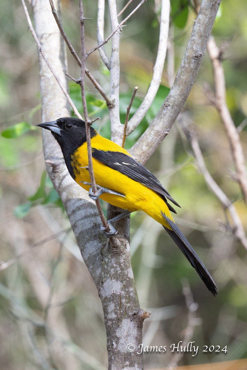 Audubon's Oriole - ML641184866