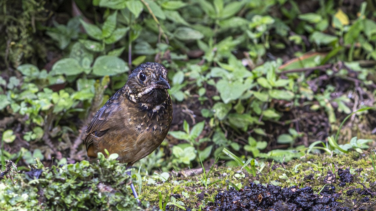 Scaled Antpitta - ML641184889