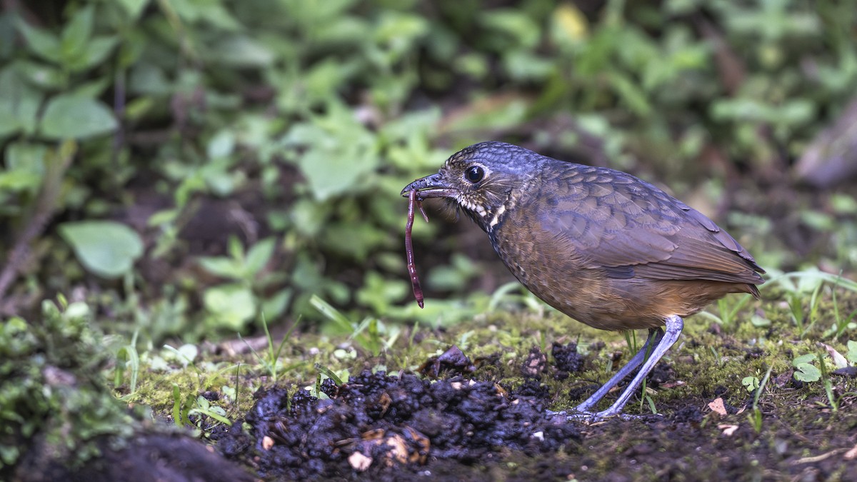 Scaled Antpitta - ML641184890