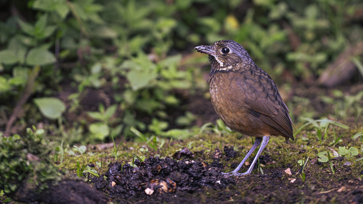 Scaled Antpitta - ML641184891