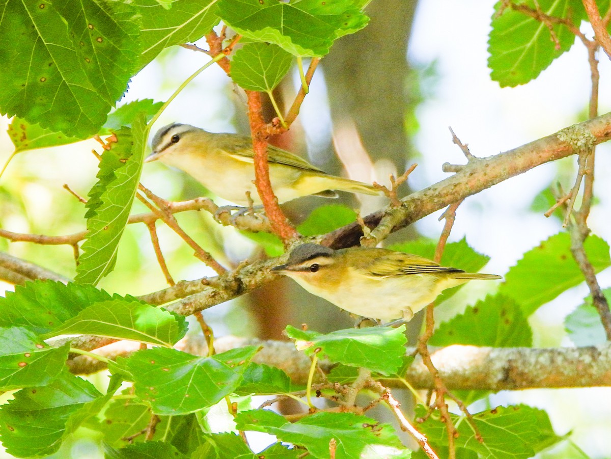 Rotaugenvireo - ML641184929