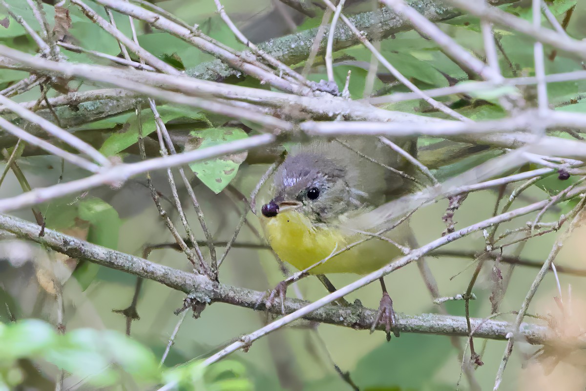 Common Yellowthroat - ML641184950