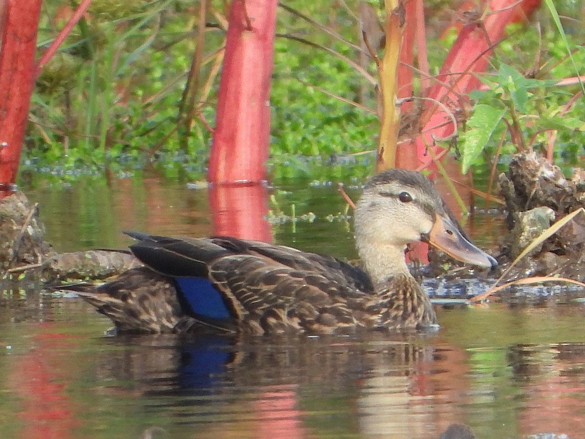 Mottled Duck - ML641184952