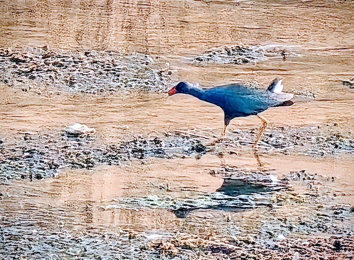 Purple Gallinule - ML641184953