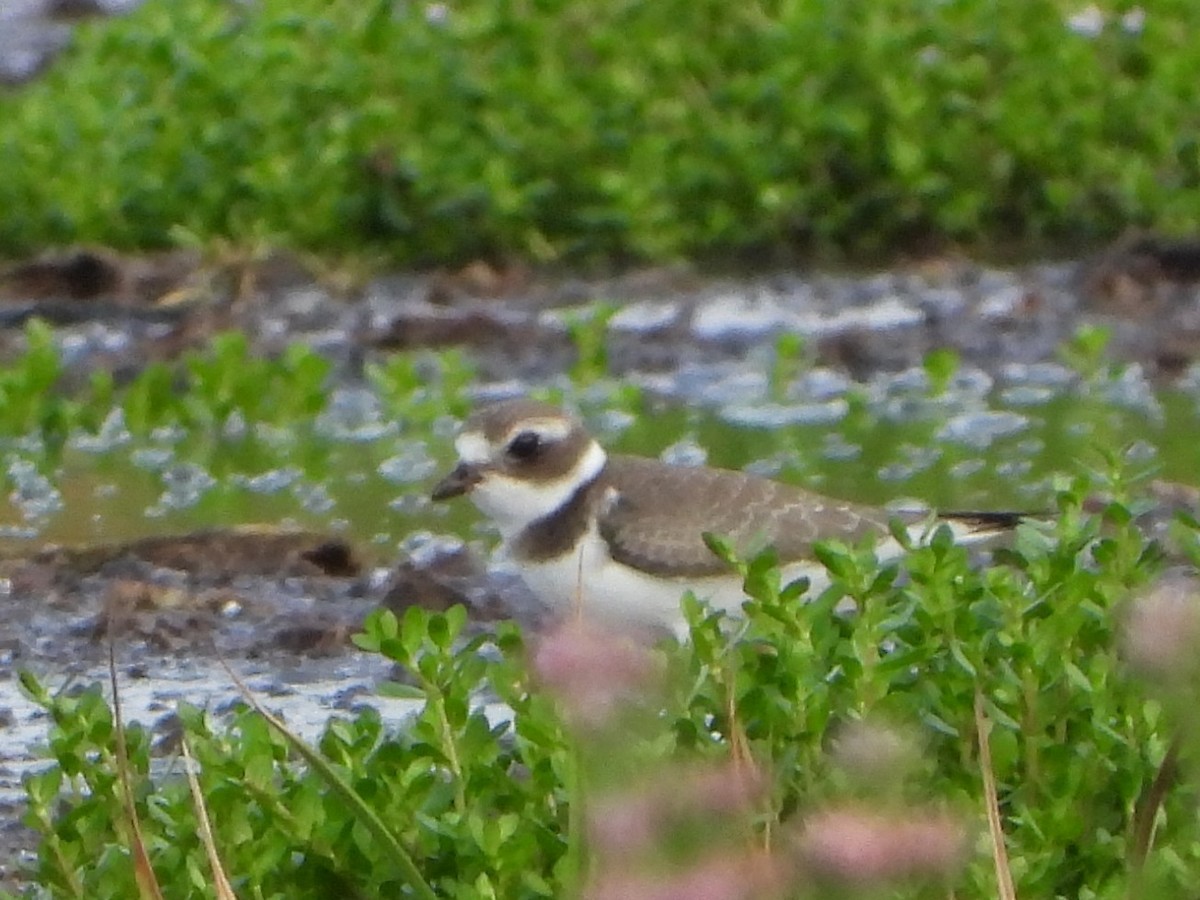 Semipalmated Plover - ML641184961