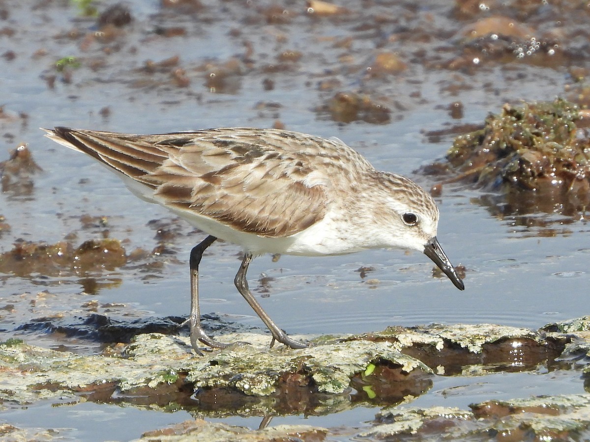 Semipalmated Sandpiper - ML641184970