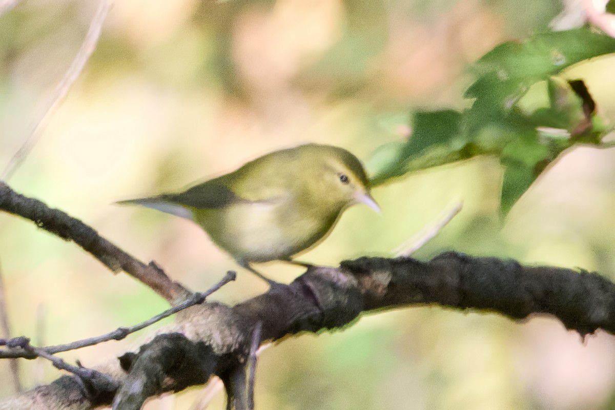 Tennessee Warbler - ML641184980