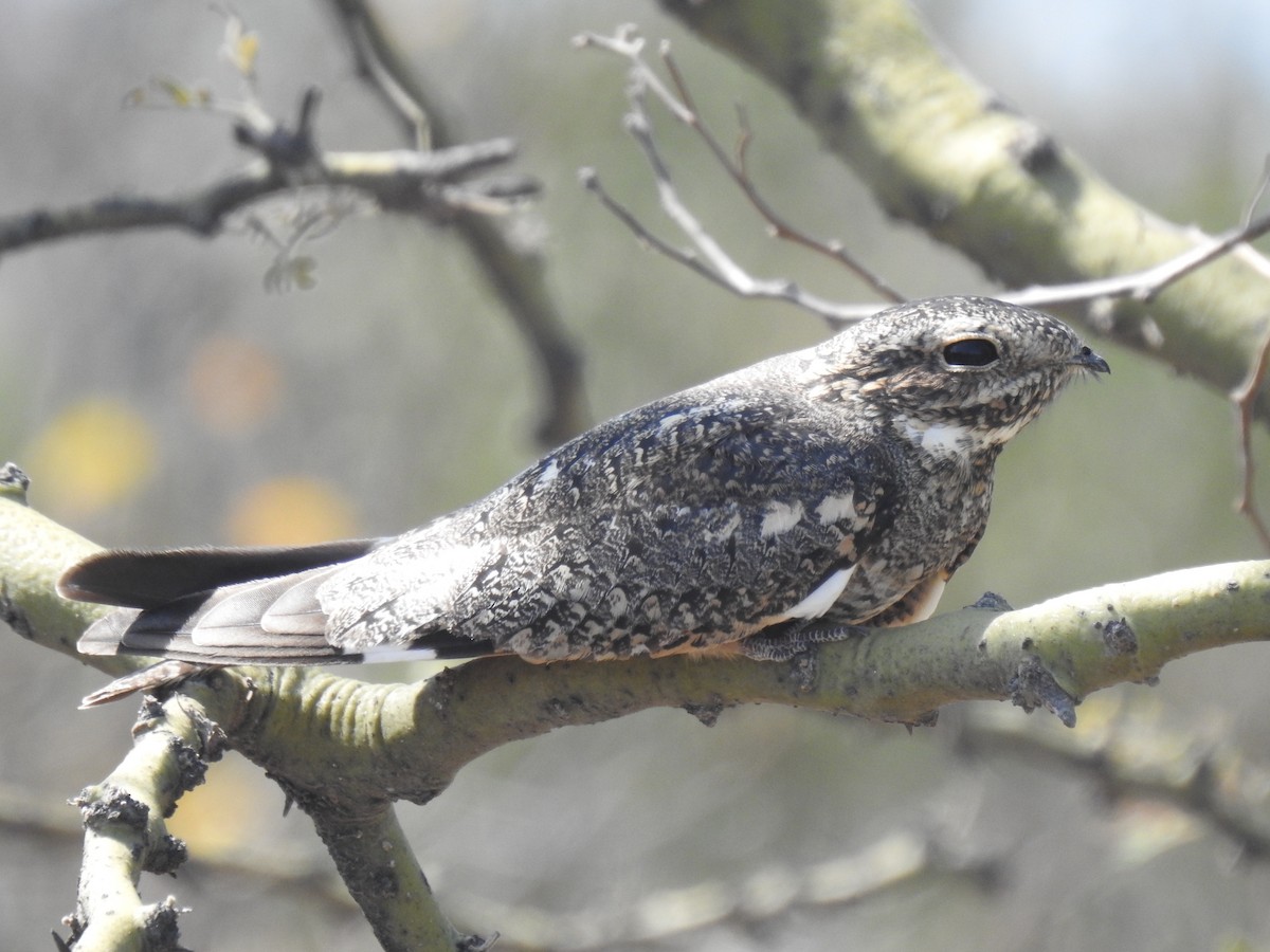 Lesser Nighthawk - ML641184996