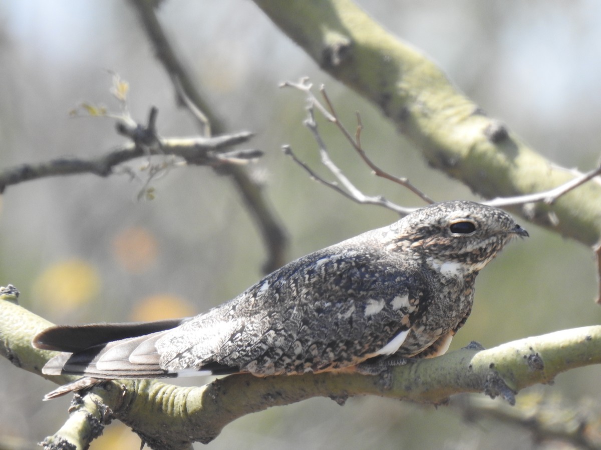 Lesser Nighthawk - ML641184997
