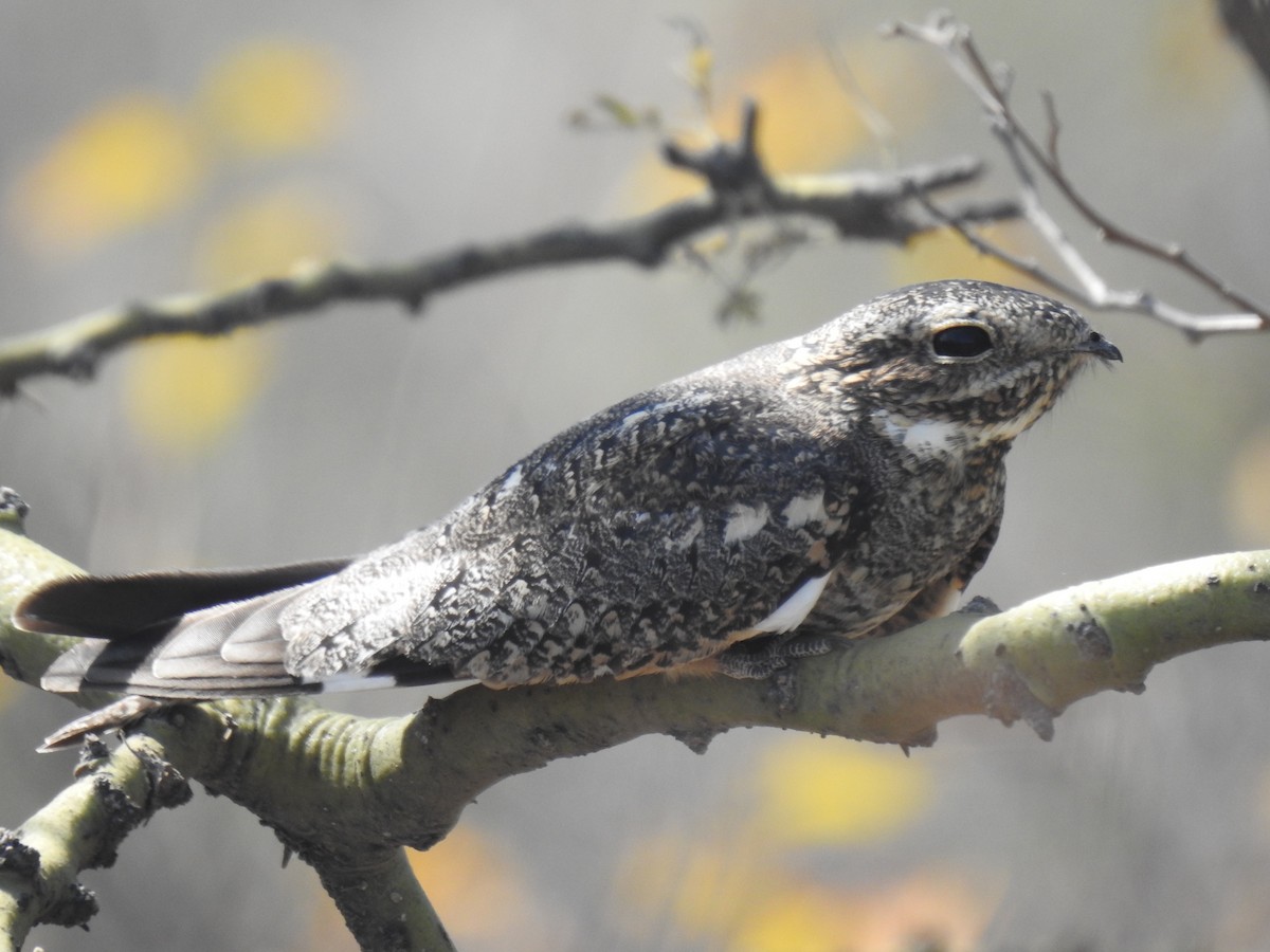 Lesser Nighthawk - ML641184998