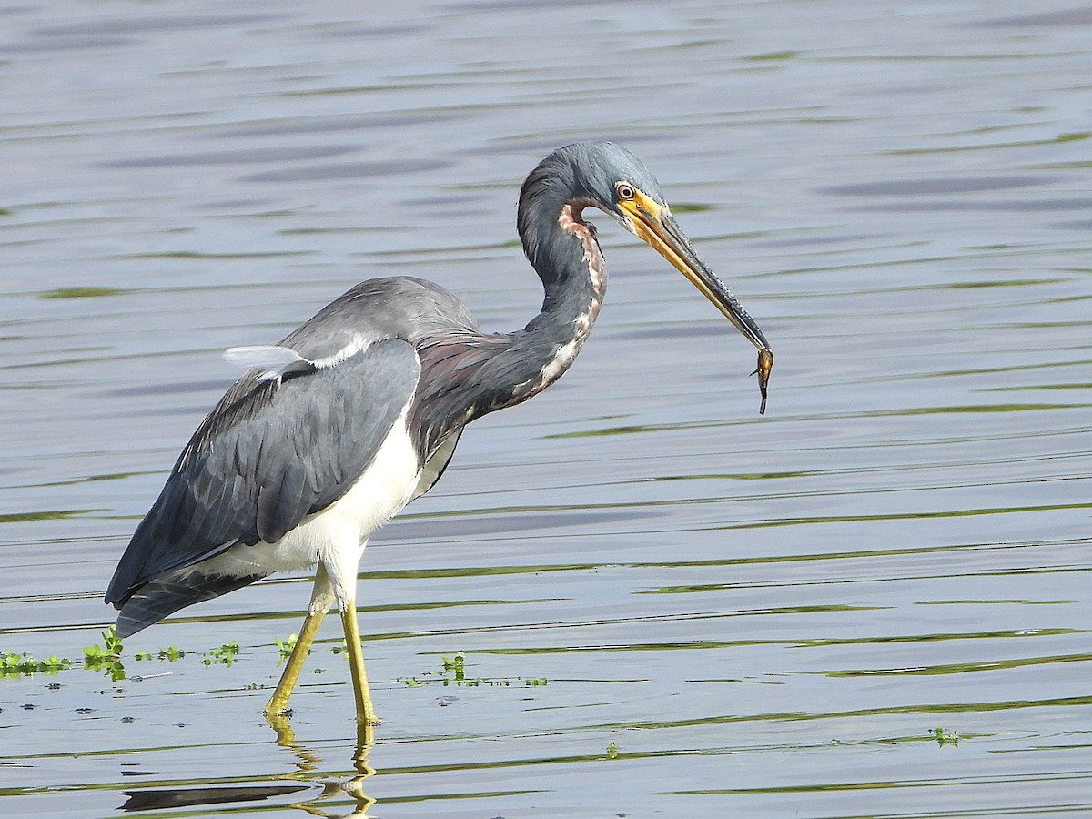 Tricolored Heron - ML641185000