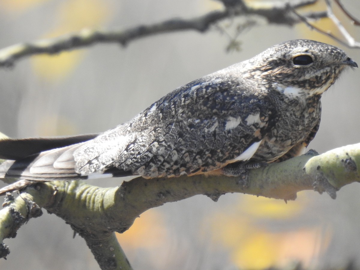 Lesser Nighthawk - ML641185004