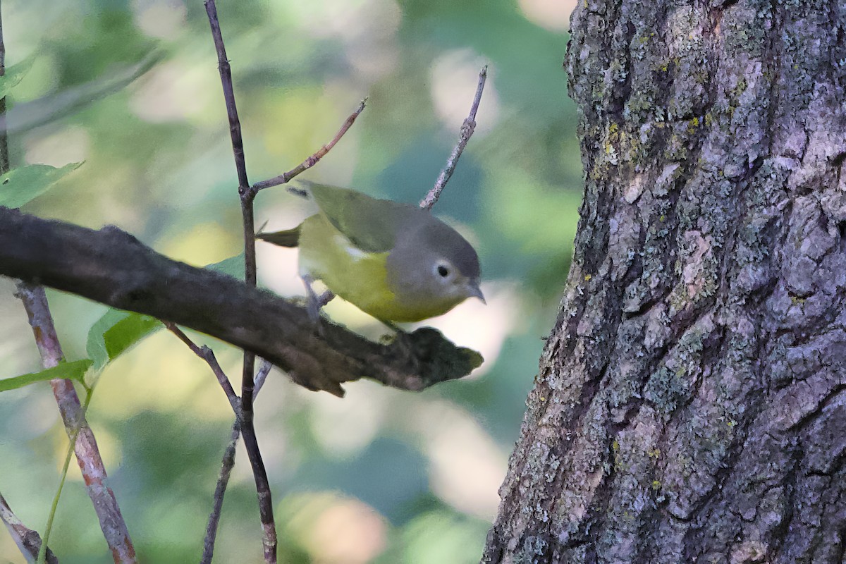 Nashville Warbler - ML641185032