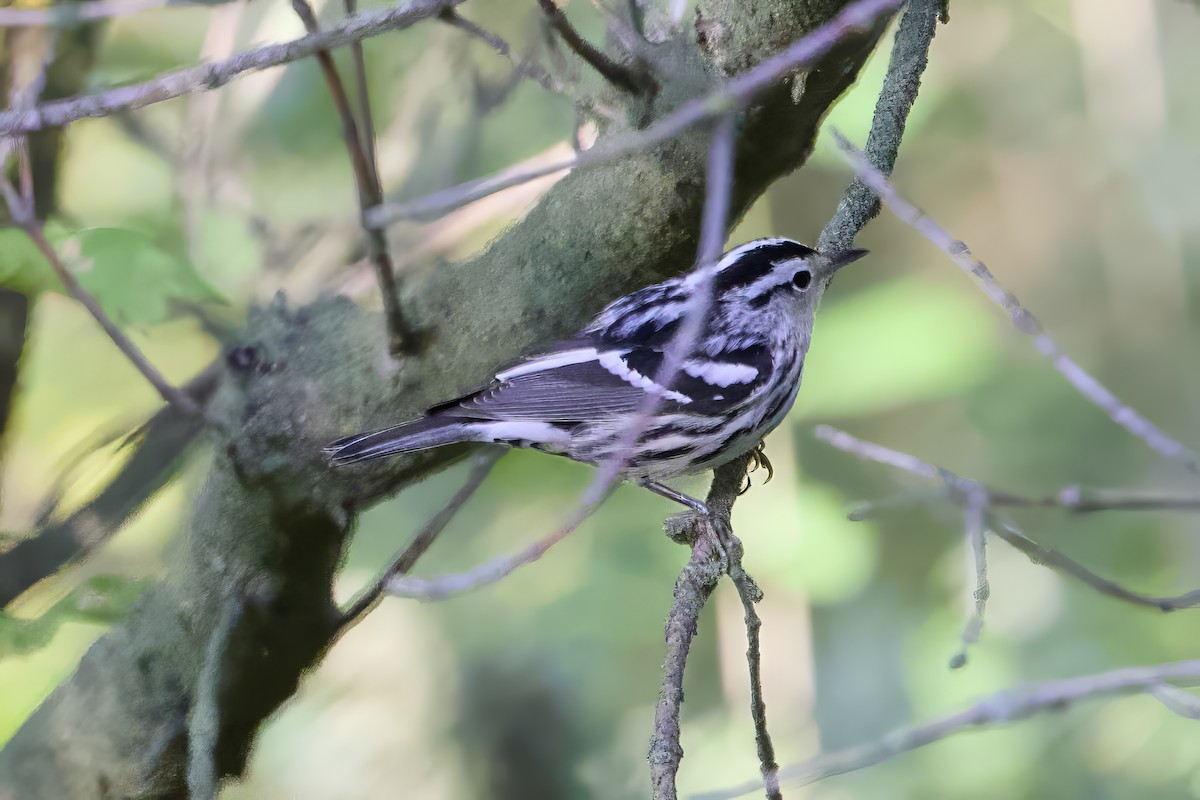 Black-and-white Warbler - ML641185056