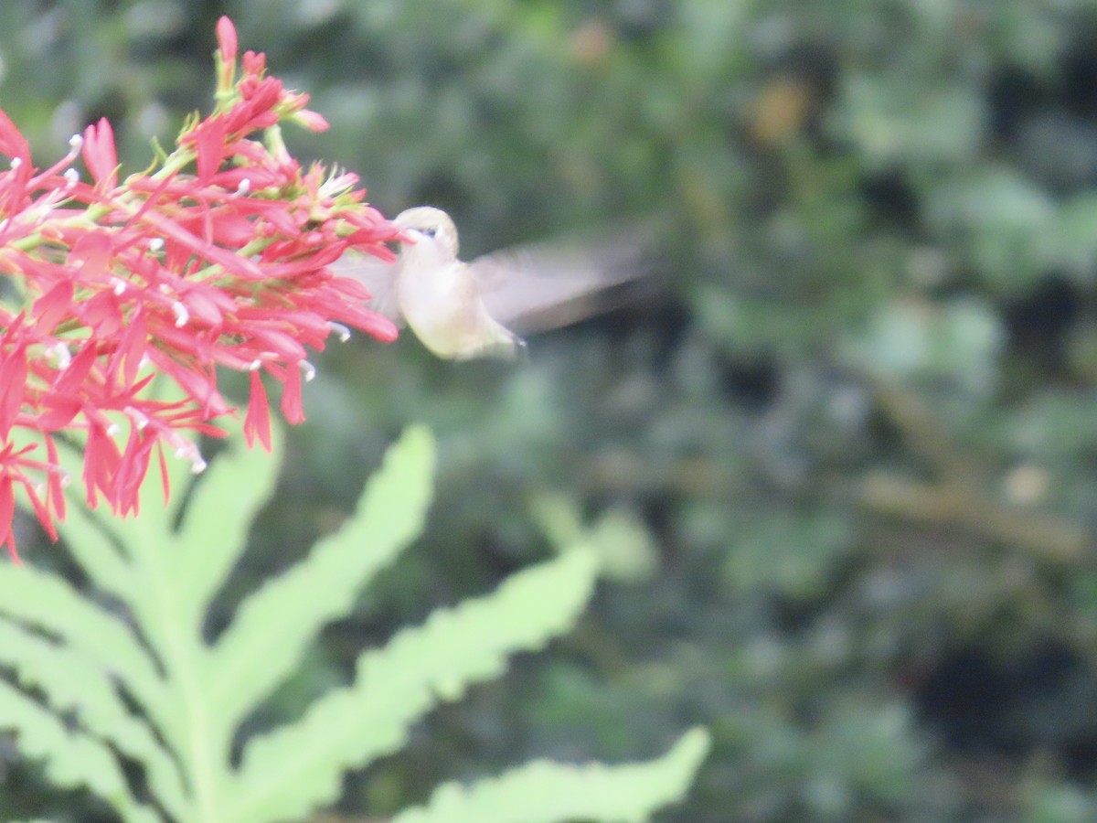 Ruby-throated Hummingbird - ML641185074